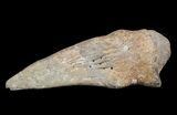 Struthiomimus Toe With Claw - Really Cool Display #62697-6